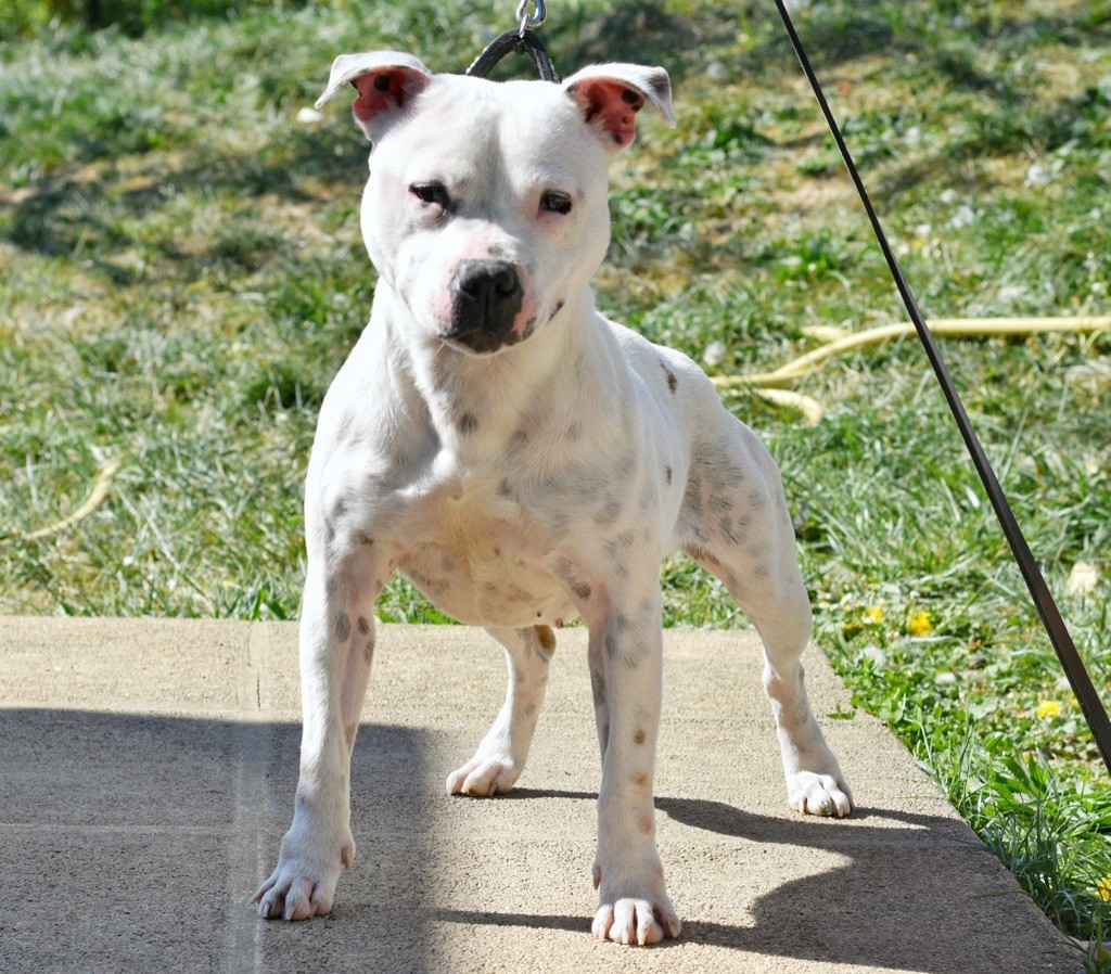 Staffy Smille Pretty girl