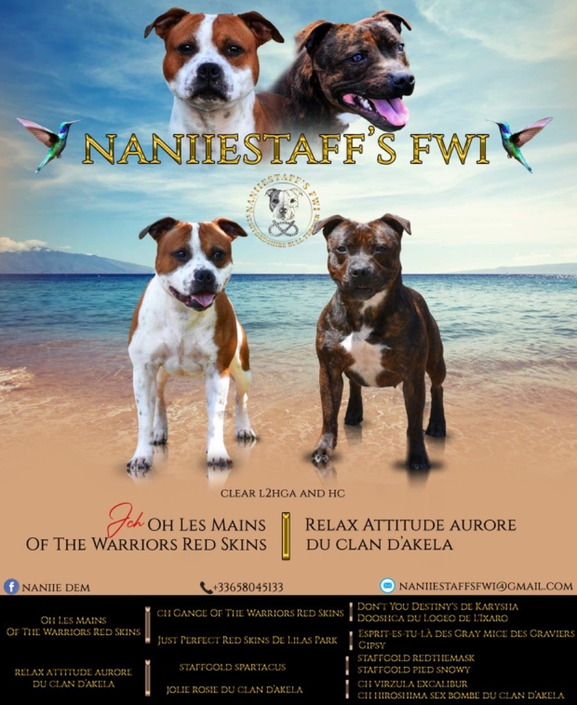 Naniiestaff’s Fwi - Staffordshire Bull Terrier - Portée née le 27/12/2021