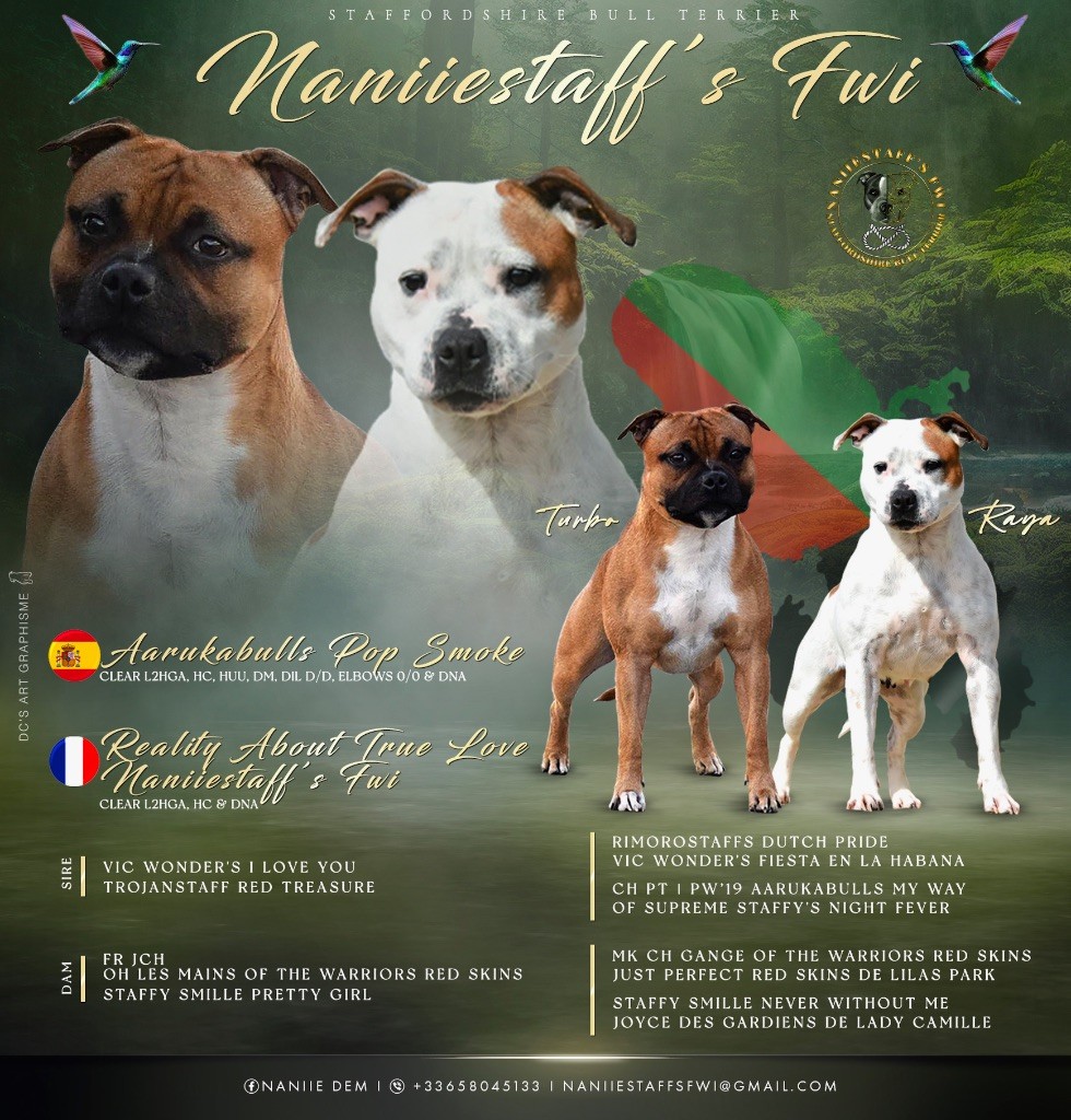 chiot Staffordshire Bull Terrier Naniiestaff’s Fwi