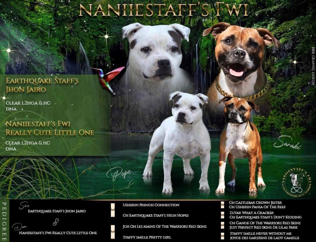 chiot Staffordshire Bull Terrier Naniiestaff’s Fwi