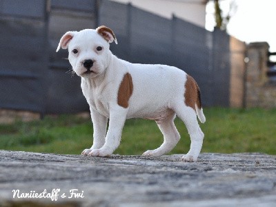 Naniiestaff’s Fwi - Staffordshire Bull Terrier - Portée née le 14/12/2021