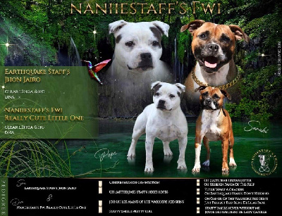 Naniiestaff’s Fwi - Staffordshire Bull Terrier - Portée née le 25/11/2022
