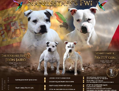 Naniiestaff’s Fwi - Staffordshire Bull Terrier - Portée née le 20/12/2022