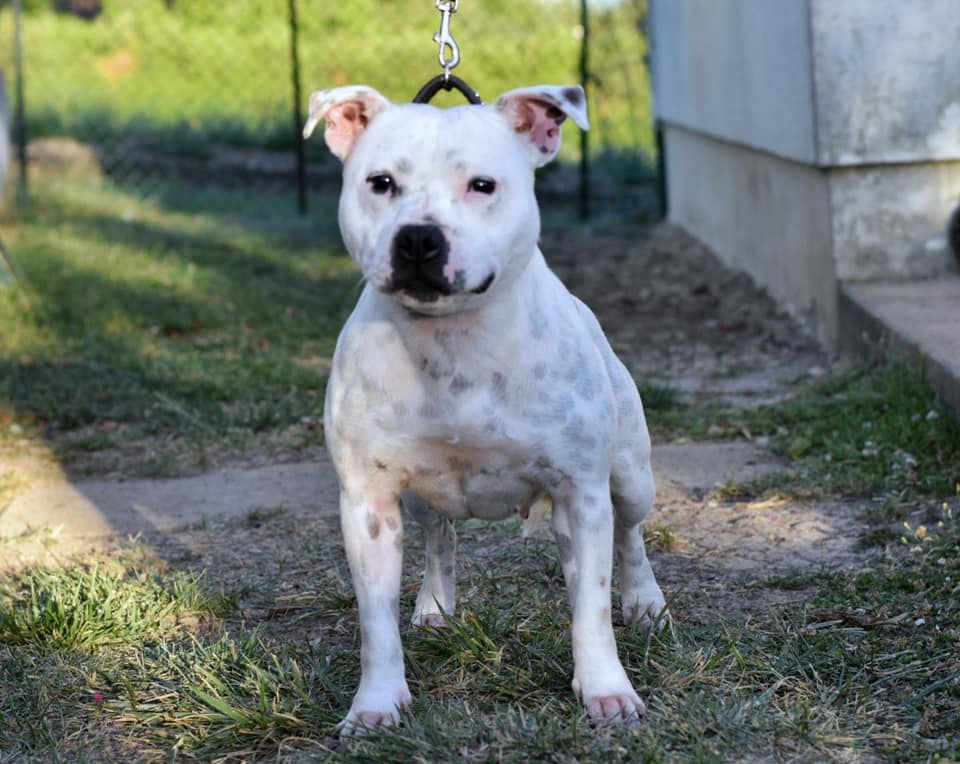 Staffy Smille Pretty girl